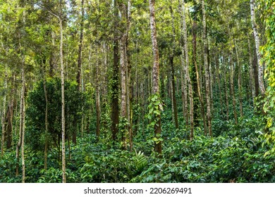 Coffee Plantation. Coffee Plantation In Karnataka India