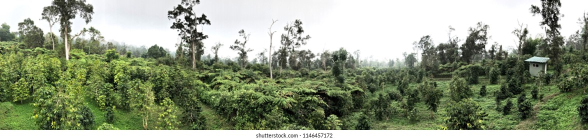 Coffee Plantation - Kona, Hawaii