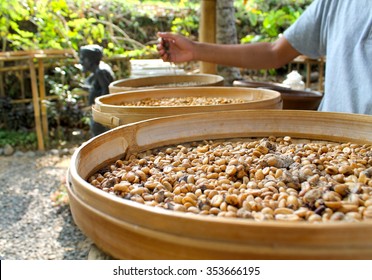 Coffee Plantation (Kopi Luwak) In Bali, Indonesia