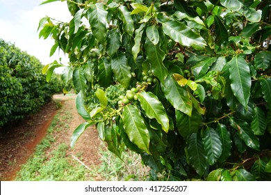 A Coffee Plantation In Maui, Hawaii 