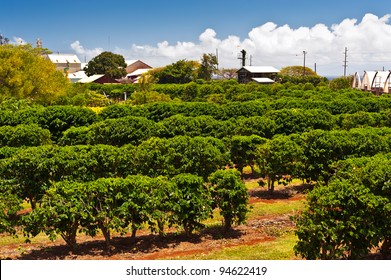 Coffee Plantation In Maui, Hawaii