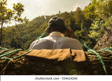 Coffee Plantation In Mexico