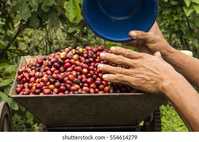 Coffee Plantation In Mexico