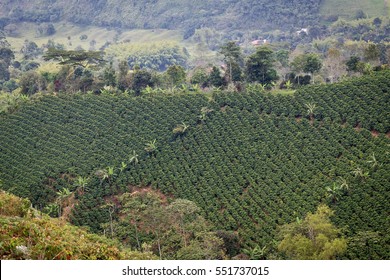 Coffee Plantation In Mountains Of Colombia