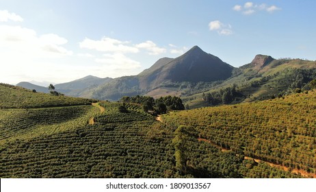 Coffee Plantation In The Mountains Of Minas Gerais, Matas De Minas, Brazil II 