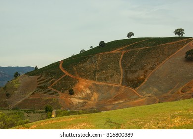 Coffee Plantation In The Mountains Of South-east Brazil