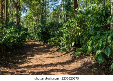 A coffee plantation in Mudigere, India - Shutterstock ID 2233620875