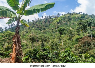 Coffee Plantation Near Manizales, Colombia