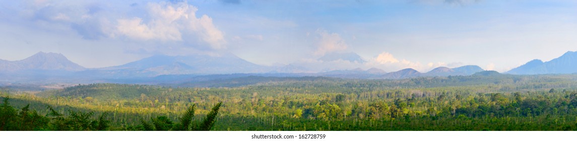 Coffee Plantation On East Java, Indonesia