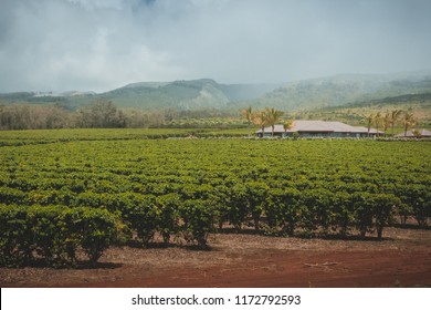 A Coffee Plantation On The Island Of Maui In Hawaii