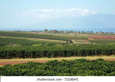 Coffee Plantation On Maui Hawaii