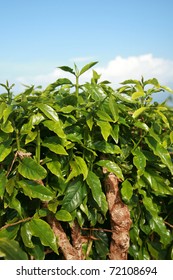 Coffee Plantation On Maui Hawaii