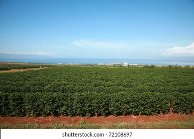 Coffee Plantation On Maui Hawaii