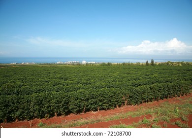 Coffee Plantation On Maui Hawaii