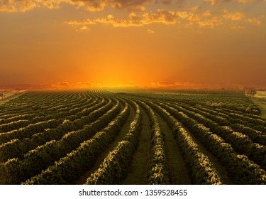 Coffee Plantation In Sunset Day