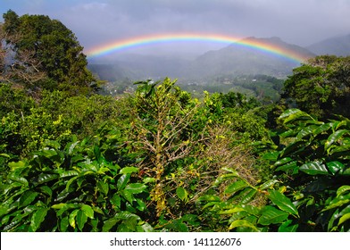 Coffee Plantation and vibrant rainbow in Boquete. Rainbows and coffee plants are common in Boquete, Panama, Central America. - Shutterstock ID 141126076