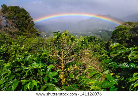 Coffee Plantation and vibrant rainbow in Boquete. Rainbows and coffee plants are common in Boquete, Panama, Central America.