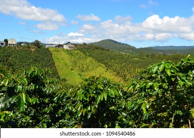 Coffee Plantation In Vietnam. Coffee Plantation In The Mountains