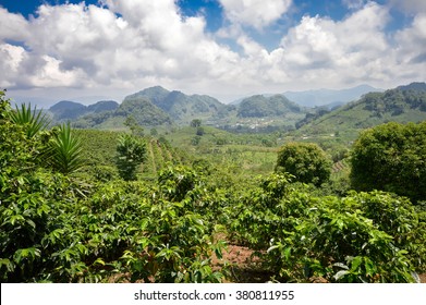 Coffee plantations with the trees ready to be harvested, in the highlands of western Honduras by the Santa Barbara National Park