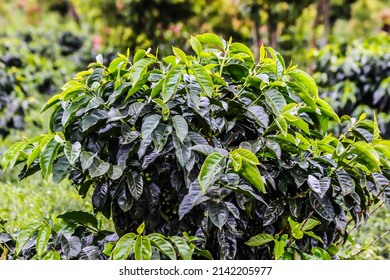Coffee plants (Coffea sp.) belong to the order Rubiales, family Rubiaceae. The coffee plant is an annual plant in the form of a tree. Coffee is a commodity that is cultivated and used for beverages.