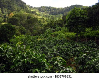 Coffee Plants On Small Organic Farm In Matagalpa Region Of Nicaragua                       