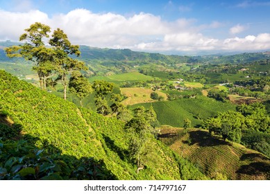 Coffee Production In The Region Known As The Coffee Triangle Near Manizales, Colombia