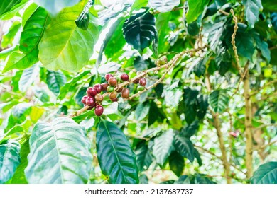 Coffee Ripened On The Plant Can Store The Produce. Fresh Coffee Beans On A Coffee Plant In A Coffee Plantation.