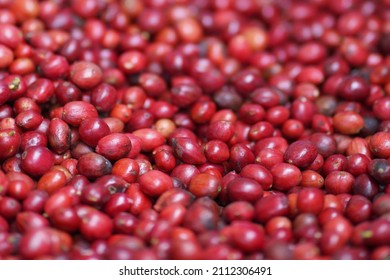 coffee robusta seeds from Thailand 