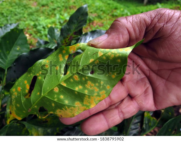 Coffee rust diseased plant in region of\
Matagalpa, Nicaragua