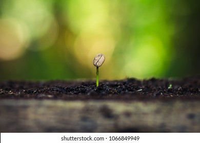 Coffee Seed Tree Sapling In Nature