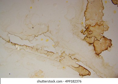 Coffee Stain Texture