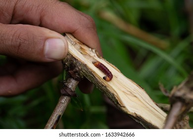 Coffee Pest Images Stock Photos Vectors Shutterstock