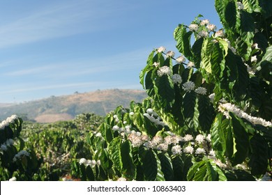 Coffee Tree In Blossom (coffee Plantation In Vietnam)