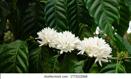 Coffee tree blossom with white color flower close up view                                                                                             