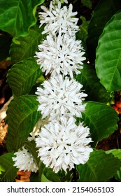 Coffee tree blossom with white color flower close up view                                                                                                                           