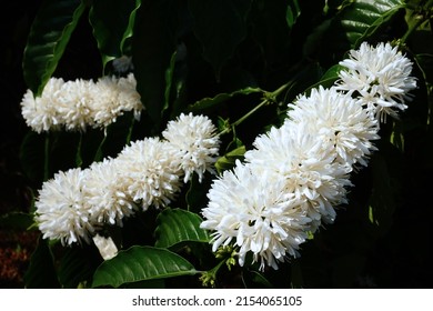 Coffee tree blossom with white color flower close up view                                                                                                                           