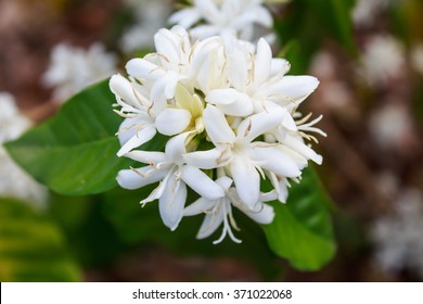 Coffee Tree Blossom With White Color Flower