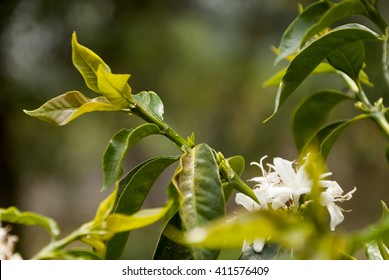 Coffee tree blossom with white color flower close up view. Guatemala - Shutterstock ID 411576409