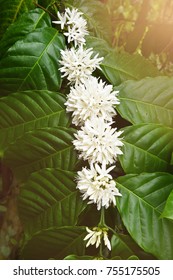 Coffee tree blossom with white color flower close up view