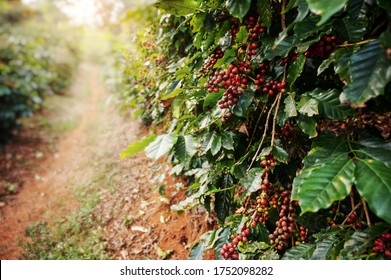 Coffee tree with fresh arabica coffee bean in coffee plantation on the mountain at Ban Pang Khon the northern of Chiang Rai, Thailand.