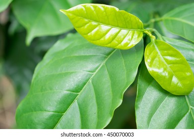 Coffee Tree Leaves On Coffee Tree.Leaf Shoots Of Coffee.Young Green Sprout With Leaf Of Coffee Tree.