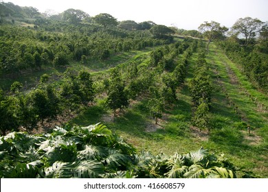 Coffee Trees On Hawaii Coffee Plantation Farm ,Big Island Hawaii