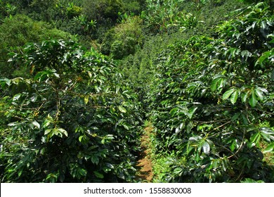 Coffee Trees In A Coffee Plantation In Salento, Colombia.