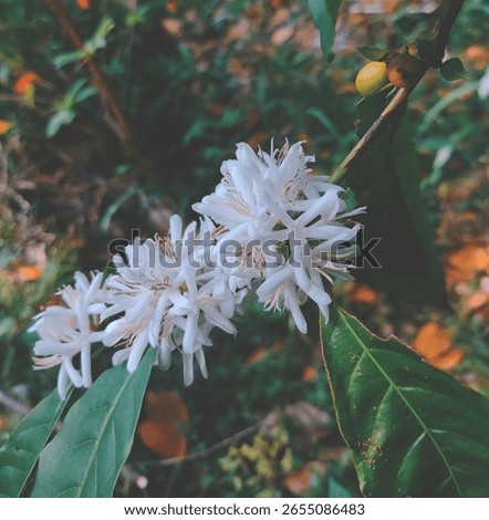 කෝපි මල් coffy tree with flowers 💐