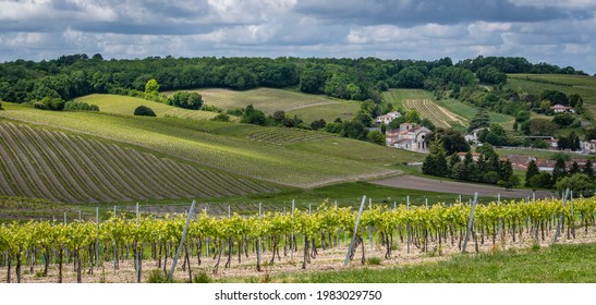 Cognac vineyard, village and Bouteville Church and castle, vintage great champagne