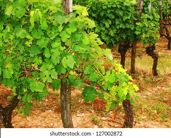 Cognac Vineyards Poitou-charentes France