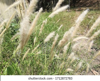 Cogongrass, Cotton Grass Plant Garden 