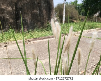 Cogongrass, Cotton Grass Plant Garden 