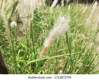 Cogongrass, Cotton Grass Plant Garden 