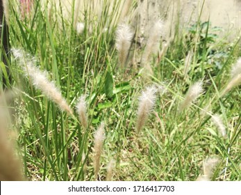 Cogongrass, Cotton Grass Plant Garden 